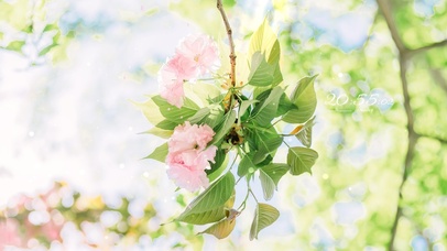 4k 治愈唯美清新樱花落