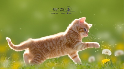 萌萌小奶猫 点赞关注者必发大财