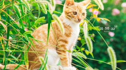 治愈可爱花丛猫咪