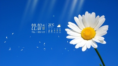 4k治愈小雏菊风景