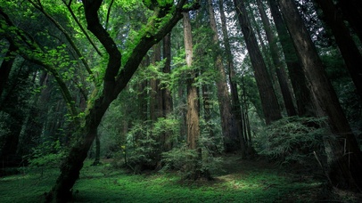 治愈护眼雨天绿林