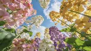 漫野花田春意正浓
