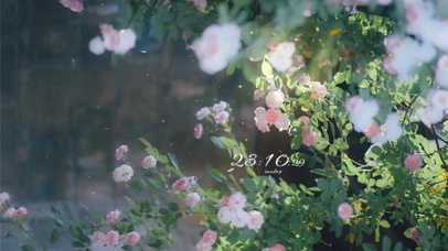 治愈清新阳光下的鲜花