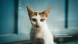 4K 7K 萌宠猫咪仓鼠英短