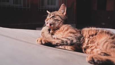 舔爪爪的小猫咪