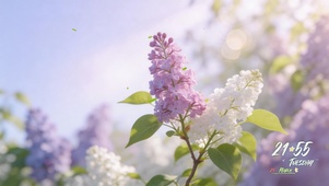 春日紫色丁香花