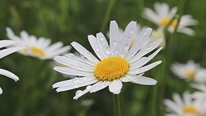 唯美自然风菊花