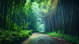 绿色林间小路