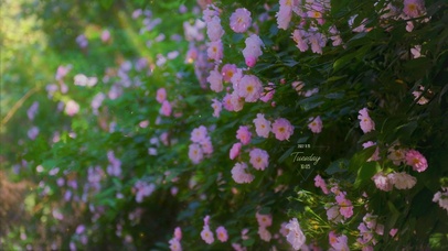 4K 清新护眼绿叶鲜花盛开