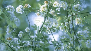 4K治愈清新白木香花