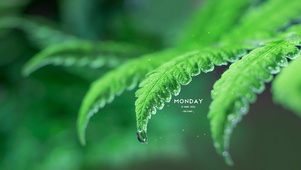唯美雨天绿植