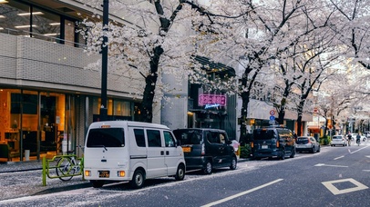 唯美樱花街道（带真实时间）
