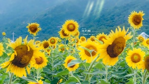 夏日向日葵