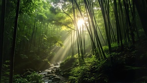 竹林流水