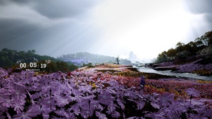 雨中花海