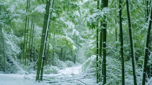 雪竹
