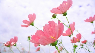 粉色治愈花朵系列6