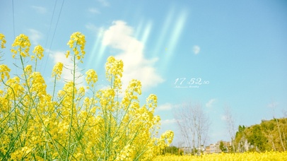 4k 治愈唯美阳光油菜花田