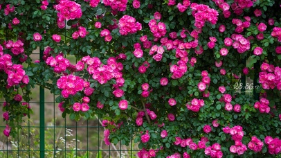 4K盛开的蔷薇花