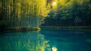 隐秘 竹林