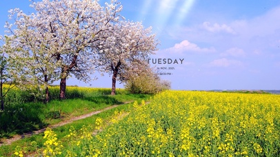 乡间田园的油菜花