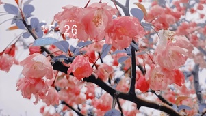 海棠花