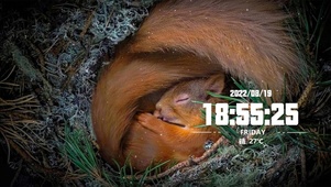 小窝中安睡的欧亚红松鼠