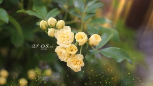 春日绽放唯美黄色蔷薇花