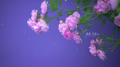 4k 治愈唯美蔷薇花香