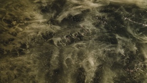流沙棕