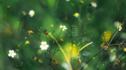 4k 治愈护眼清新小花