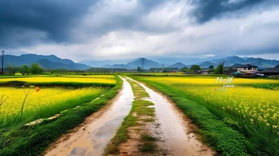 田间油菜花盛开