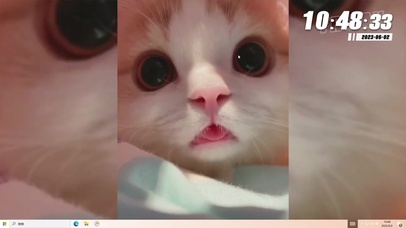 可爱小猫们 小奶猫 猫咪合集