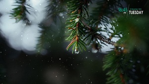 雪松