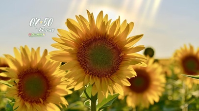 4k阳光向日葵风景