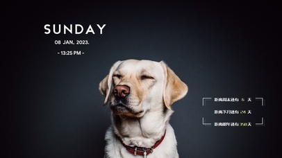 4k高清萌狗狗系列