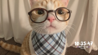 大脸猫白眼表情包骂人不用脏字