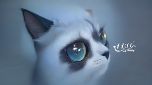 4k超可爱猫咪