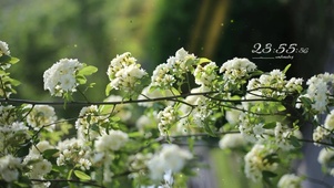 春意治愈阳光花丛