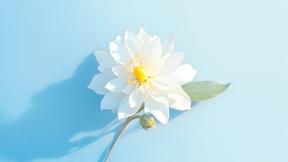 清新蓝色白色花朵