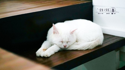 4k萌萌猫咪桌面