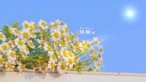 4K唯美治愈の小雏菊
