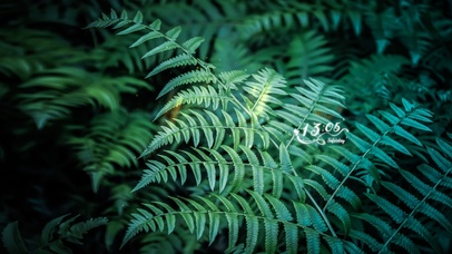 4k唯美护眼绿植