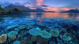清澈海面珊瑚花园