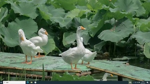 江南  电脑版