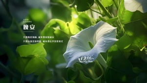 小清新护眼花朵