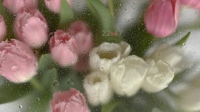 4k治愈护眼郁金香雨滴屏