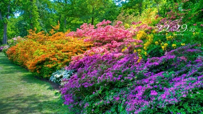 唯美春天花丛盛开