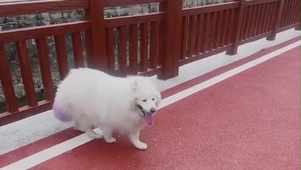 萨摩可爱大白