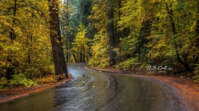 4k 治愈唯美秋季雨天小路